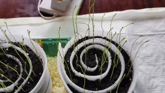 Спаржа ?" Царская " ? взошла! Ура смотреть онлайн