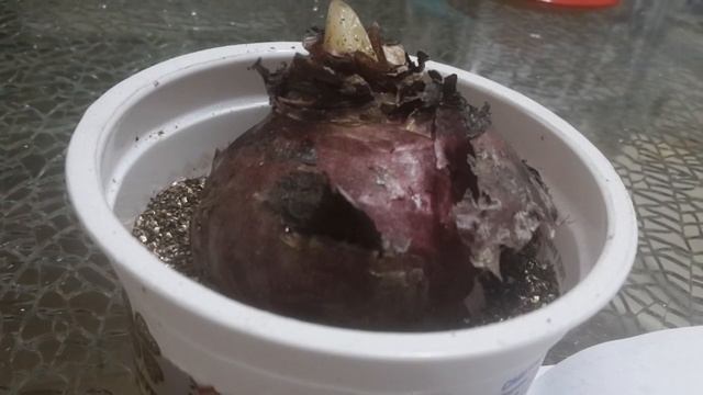 КАК СОХРАНИТЬ ЛУКОВИЦУ ГИАЦИНТА/МОИ НЕУДАЧИ смотреть онлайн