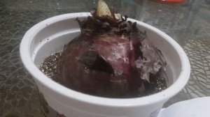 КАК СОХРАНИТЬ ЛУКОВИЦУ ГИАЦИНТА/МОИ НЕУДАЧИ