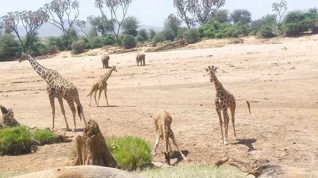 Giraffes of Samburu National Park Kenya смотреть онлайн