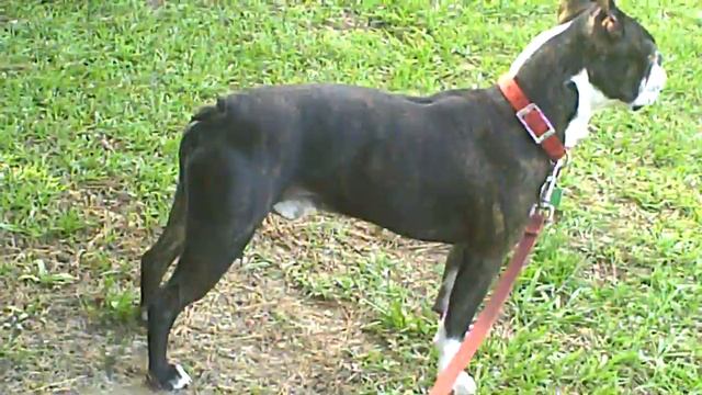 Java Bean Baker смотреть онлайн