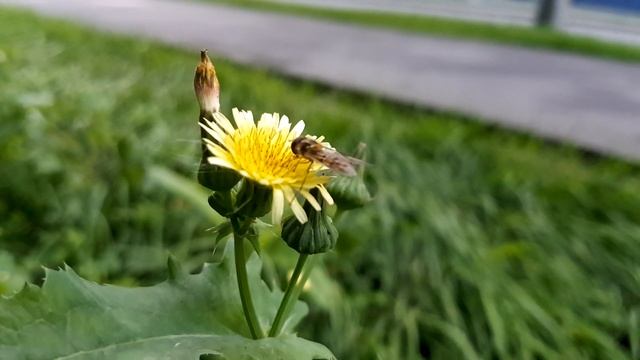 Пчела (итальянская?) пьет нектар, осот обыкновенный смотреть онлайн