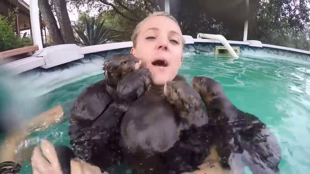 Искупаться в бассейне с маленькими выдрами смотреть онлайн