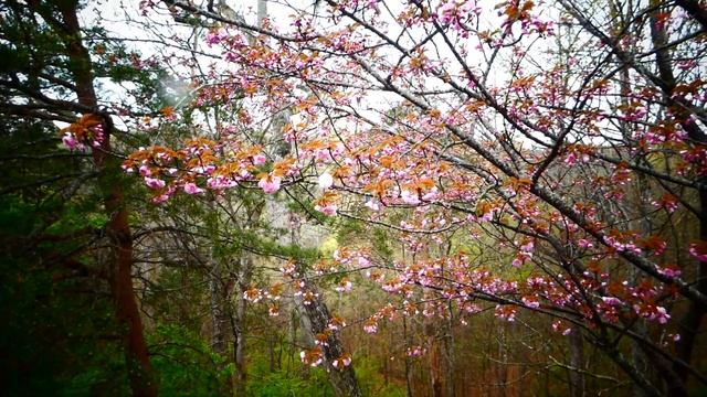 Зацвело миндальное дерево .Almond Tree.
