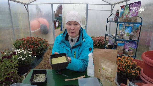 Шикарная микрозелень не выходя из дома. Как правильно прорастить горох и другую лучшую микрозелень