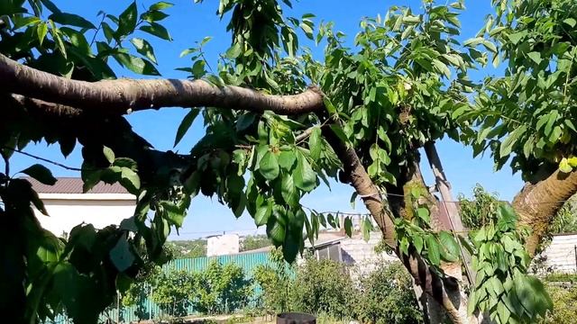 обрезали черешню смотреть онлайн