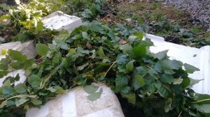 Ежемалины ТАЙБЕРРИ способ укрытия на зиму.