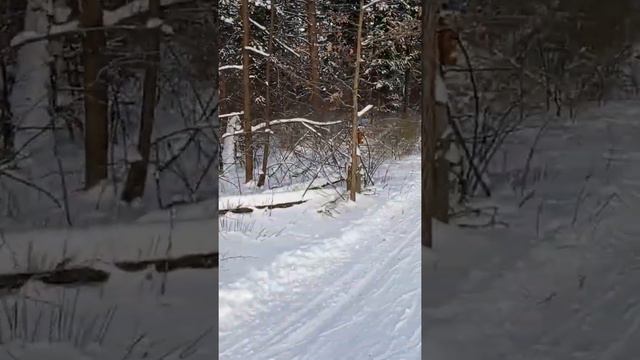 Прогулка на лыжах в лесу. Природа, зима