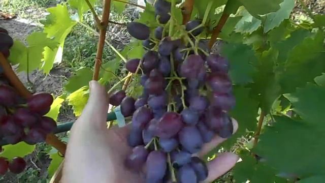 Виноград, кишмиш Бьюти сидлис (Beauty Seedless) смотреть онлайн
