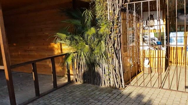 Лазаревское Сочи По Бирюзовой, навестив КАМЕЛИИ к морю! Просто прогулка!!! смотреть онлайн