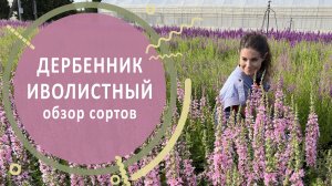 Дербенник иволистный. Обзор и сравнение сортов в питомнике растений «Лесково»