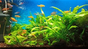 Простой уход за аквариумом/Мой 100 л аквариум/Simple aquarium care/My 100 l tank.