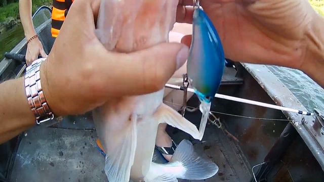 "Судак любит синий цвет" - Настя ловит на 3D Crank. Троллинг на реке Дон. смотреть онлайн