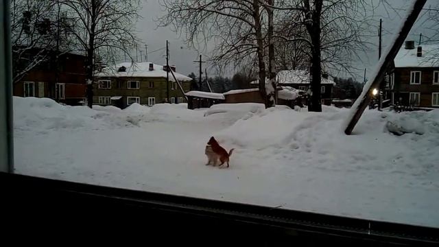 Карелия, фауна Суоярви. смотреть онлайн