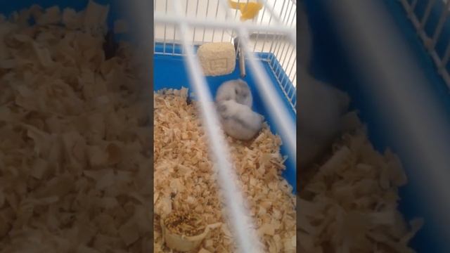 Хомяки дерутся из за чего то там смотреть онлайн