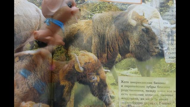 Энциклопедия про животных, обезьянка, ленивец, муравьед, бизон, олень, жираф, слон, носорог, бегемо смотреть онлайн