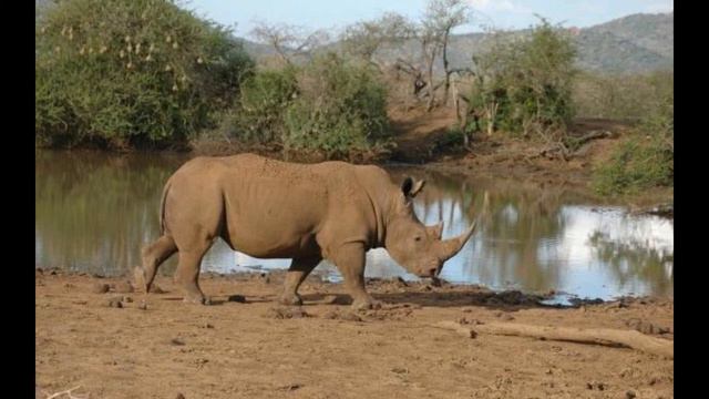 Africa sounds sleep - typical sounds of Africa смотреть онлайн