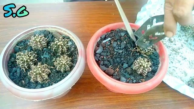 Planting of my new gymnocalycium mihanovichii cactus смотреть онлайн