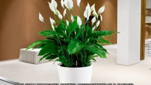 Спатифиллум — пересадка после покупки и при рассадке