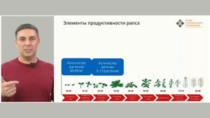 Азот для весенней подкормки рапса