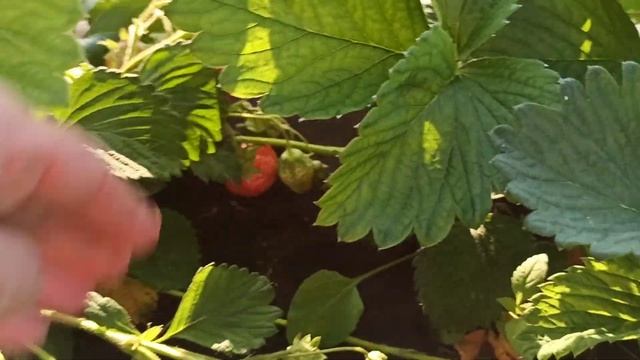 Сорта- гиганты земляники ! Вкуснейшие надежные сорта! Омск, 16.06.2021 смотреть онлайн