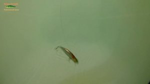 НОВИНКА 2020 ! DUO TIDE MINNOW 75 от ALLBLUE ! ОБЗОР И ТЕСТ НА РЫБАЛКЕ ! РАЗЛОВИЛ СРАЗУ ЖЕ !!!