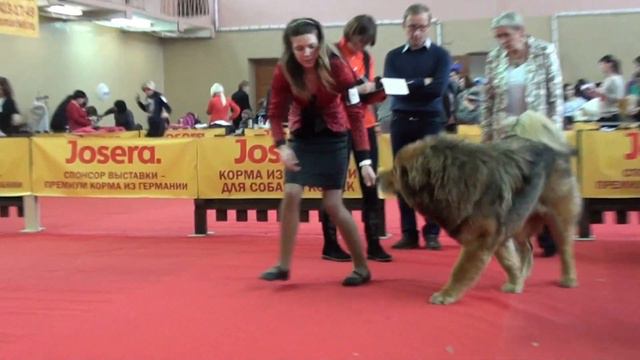 22.12.2013 САС-РКФ Н.Новгород.Тибетский мастиф, юниоры. смотреть онлайн