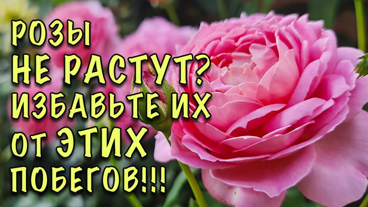 ПЛОХО РАСТУТ РОЗЫ? СРОЧНО обрежьте ЭТИ ПОБЕГИ! ВАЖНАЯ ОБРЕЗКА, о которой МНОГИЕ НЕ ЗНАЮТ! смотреть онлайн