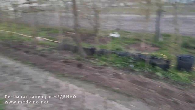 Рожь как сидерат, мульча и как средство защиты саженцев смотреть онлайн