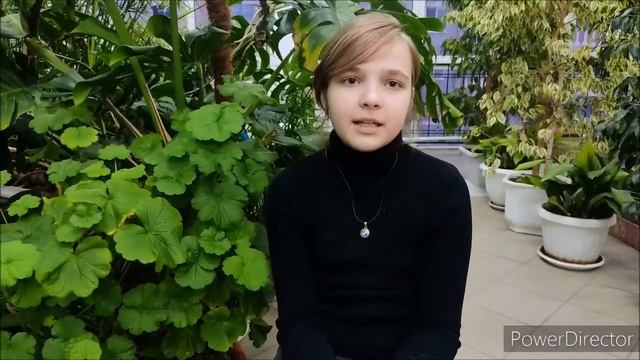 Пеларгония зональная (герань) смотреть онлайн