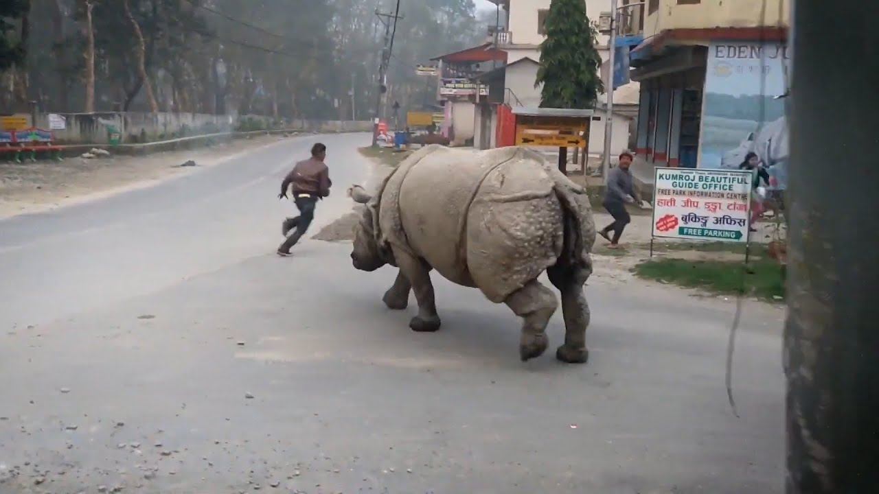 Вот Что Сделает НОСОРОГ, Если Увидит Машину С Туристами! НОСОРОГИ В ЯРОСТИ! смотреть онлайн