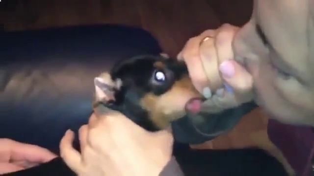 Ржач до слез, собака показывает язык смотреть онлайн