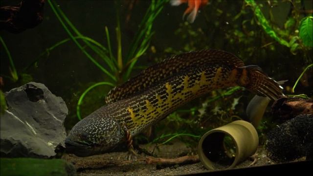 Змееголов золотая кобра (channa golden cobra) Snakehead channa aurantimaculata смотреть онлайн