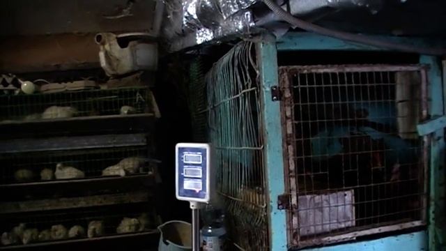 Вес бройлера в 45 дней. смотреть онлайн