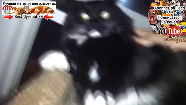 Милые кошки чувствуют себя ревнивыми * Søte katter føler sjalu смотреть онлайн