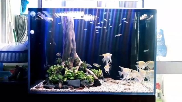 Аквариум со скаляриями от Thanh Trần смотреть онлайн