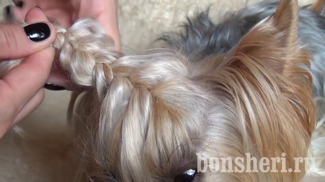 Косички для йорка заплетаем колосок смотреть онлайн