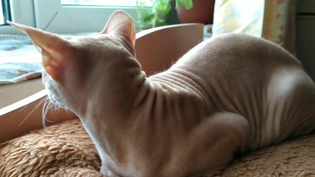 КАК НЕ НАДО ХУДЕТЬ К НОВОМУ ГОДУ смотреть онлайн