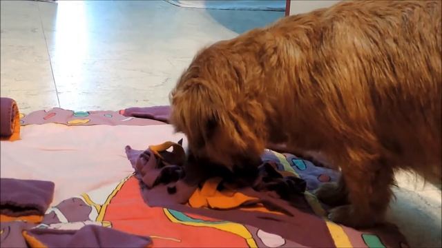 Toby the norfolk terrier - brain game snuffle mat смотреть онлайн