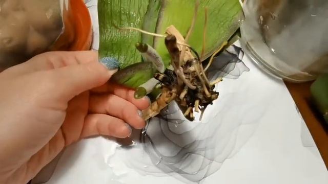 Как нарастить корни у орхидеи смотреть онлайн