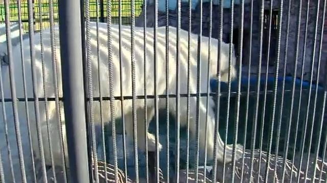 Самый большой остров сусликов в России. Их там 4,5 тысячи. Лису НАУЧИЛИ разговаривать. всё в сюжете смотреть онлайн