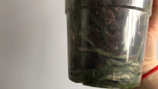 Пример идеальной Орхидеи фаленопсис. Как выбрать хорошую орхидею? смотреть онлайн