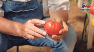 Обзор томата Малиновая империя F1