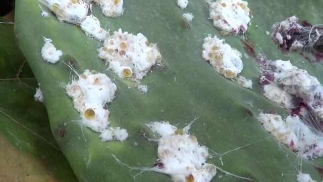 Cactus & Cochineal смотреть онлайн