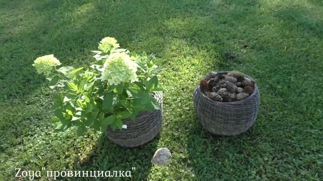 Расследование/ Нашелся ПЕРЕСОРТ-)) /Гортензия Little Passion/ #hydrangea #деревня #обзор #гортензия смотреть онлайн