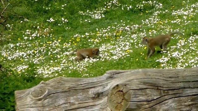 Lustige Makaken (Affen) Im Zoo / Freiburger Tierpark Mundenhof