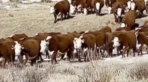 Коровы и телята Герефорды. Экспорт КРС. Герефордская порода.