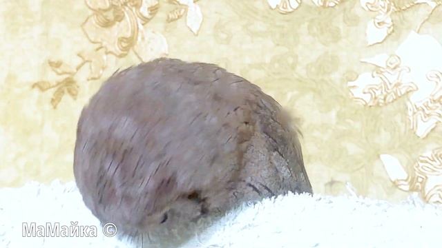 Самая дорогая 