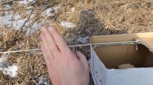 Прикол: как поймать птицу коробкой? / Ловушка из коробки на птицу