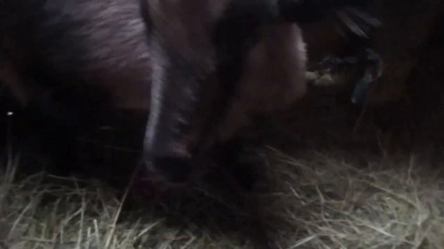 Исследуем коз на предмет сукозности смотреть онлайн